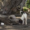 INNOYUMLIN Dog Scent Training Kit Nose Scent Work Tins, Dog
