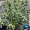 ToDo Hydro Grow Pot Initial 5gal DWC Hydro Bucket Kit