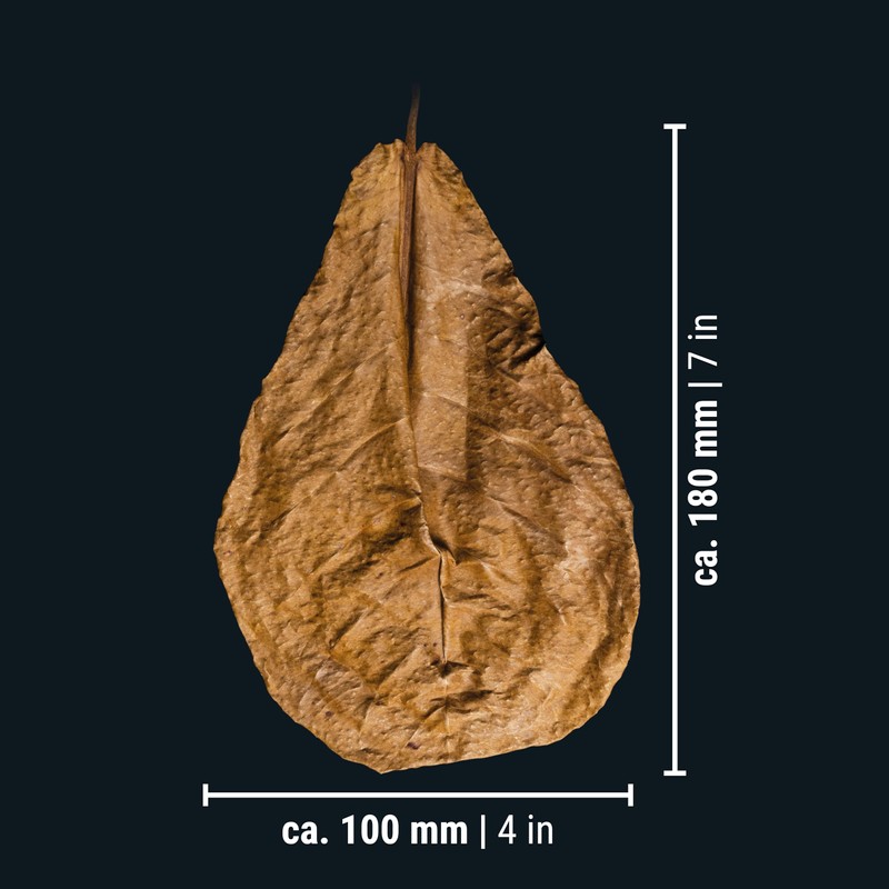 DENNERLE Catappa Leaves, 18 x 10 cm, 800 Litre