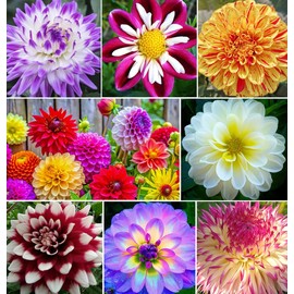 Rare Mix Dahlia Pompon Flower Seeds Colorful Variabilis Beautiful Annual Outdoor Lawn Plant Bonsai Flowering Seeds Bloom 100pcs