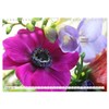 Blumenpracht - Blüten und Sträuße (Wandkalender 2026 DIN A4 quer),