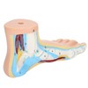 Adults Foot Model, Convenient Display Environmentally Friendly Materials Human Foot