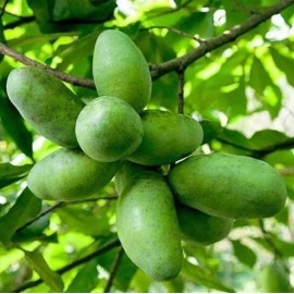 Tree Pawpaw Fruit Tree Seedlings - 10
