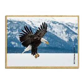 Wildlife Photography Magnet Series – Eagle on The Hunt Rustic Nature Photography Magnets for Fridge, Office, Cooler, Cabin Decor 2.5 x 3.5 inch (SJT09578)