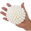 Tumbler Home Real White Seashell Sphere - 3 Inches Wide