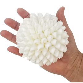 Tumbler Home Real White Seashell Sphere - 3 Inches Wide - Beach House Shelf Decor - Coastal Decorative Balls for Bowls