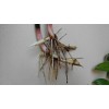 heliconia 2 Yellow Orange Heliconia Rhizomes Exotic Tropical Bloom -