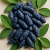 Charm goods Freeze-dried organic haskap berry powder from Poland 60g/2
