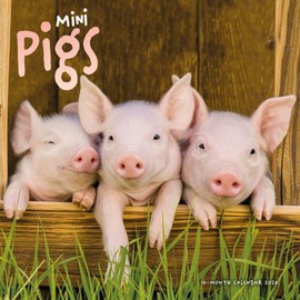 Carousel Calendars, Miniature Pigs 2026 Wall Calendar, 12.01'' X 12.01'', 16-Month Calendar with Stapled Binding