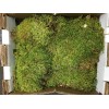 GARDENS OY VEY Fresh Sheet Moss. 3 to 5 lb.