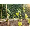 Windhager Trellis Net for the Perfect Growth of Cucumbers, Tomatoes