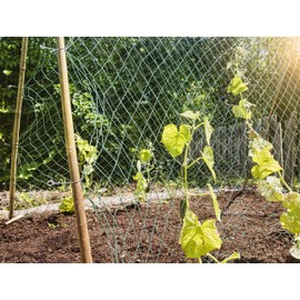 Windhager Trellis Net for the Perfect Growth of Cucumbers, Tomatoes and Climbing Plants, Optimal Trellis for Gardens and Greenhouses, Mesh Size 50 mm, 2 x 10 m, Green