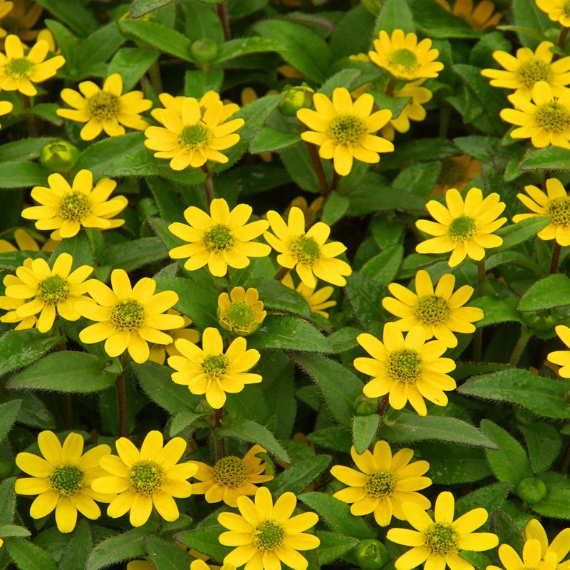 Outsidepride Creeping Zinnia Seeds - 4000 Pcs Annual Flower Seeds