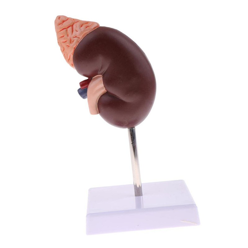 Kidney Model Anatomy Normal Human Anatomical Teaching Doctors Office Educational