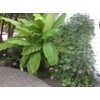 Musa Basjoo Banana Tree Cold Hardy | Japanese Banana Live