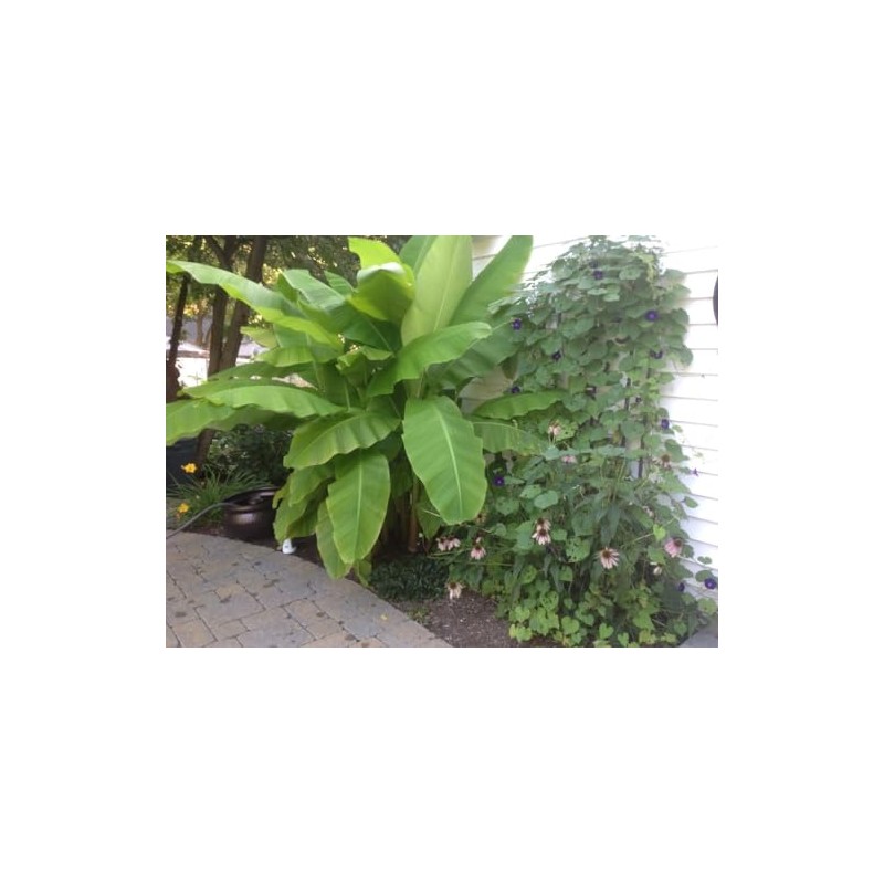 Musa Basjoo Banana Tree Cold Hardy | Japanese Banana Live
