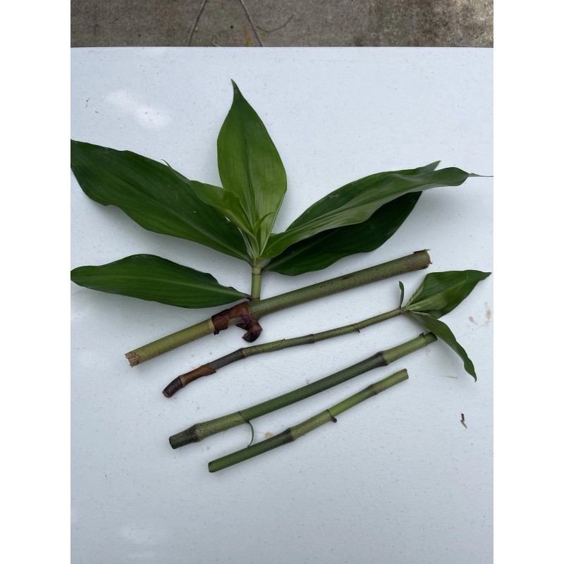 Manoa Hawaii Grown Blue Ginger Dichorisandra Thyrsiflora plant cutting 3