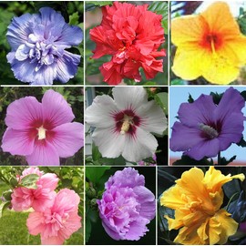 Multicolor Hibiscus Seeds Perennials Rare Non-GMO Heirloom Variety for Your Garden Rose of Sharon Syriacus Hibisceae Beautiful 50pcs