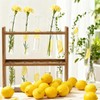 PEDOBALI 110 Pcs Glass Test Tubes with Cork Stoppers Lab