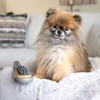 PAW WAVE Buzz Therapeutic Brush Vibration Pet Massager for Dogs