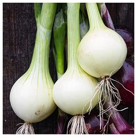 Everwilde Farms - 1 Oz Crystal White Wax Onion Seeds - Gold Vault