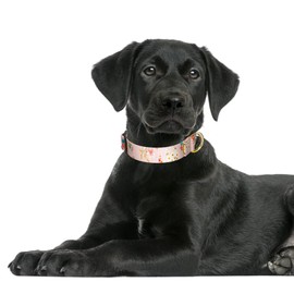Rnivvi Dog Collar for Large Dogs, Cute Floral Heavy Duty Adjustable Puppy Collar with Quick Release Buckle for Boy Girl & Female, Pet Accessories for Walking Running, L Length 1" Width, Pink