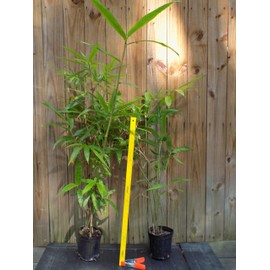 Generic Angel Mist ""The Ghost"" - White Bamboo - Dendrocalamus Minor - 1 Gallon Size Plant