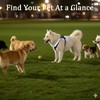 Light Up Dog Harness for Medium/Large Dogs