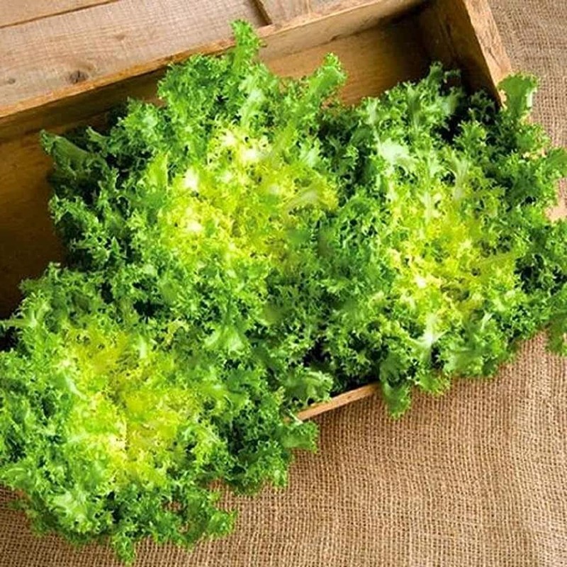 SeedsUP - 700+ Seeds Frisee Curly Endive - Salad -