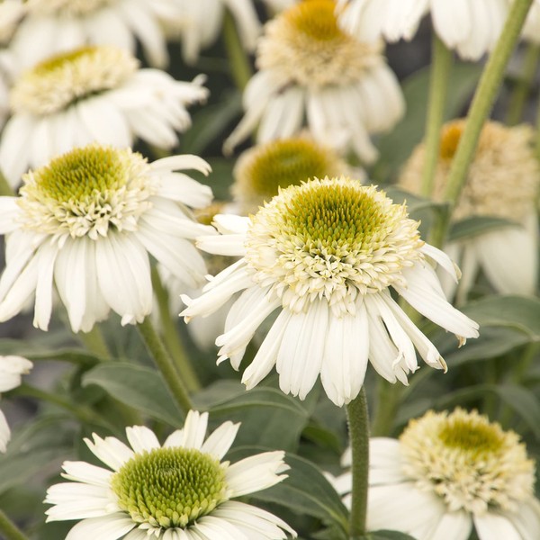 Double White Coneflower Seeds Perennial Fragrant Cut Flowers Drought Tolerant