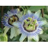 GARDENERA Premium Passion Fruit Potting Soil Mix - Perfect Balance