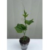 Chayote Plant With Pot Live Plant Ready To Plant