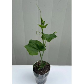 Chayote Plant With Pot Live Plant Ready To Plant