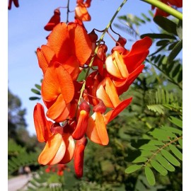 5 Scarlet Fire Red Wisteria Seeds Vine Climbing Flower Perennial Flowers USA