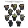 Altman Plants, Mimicry Succulents Plants Live Mini Succulents (4 Pack),