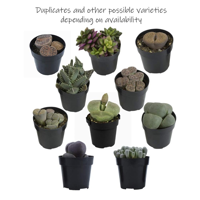 Altman Plants, Mimicry Succulents Plants Live Mini Succulents (4 Pack),