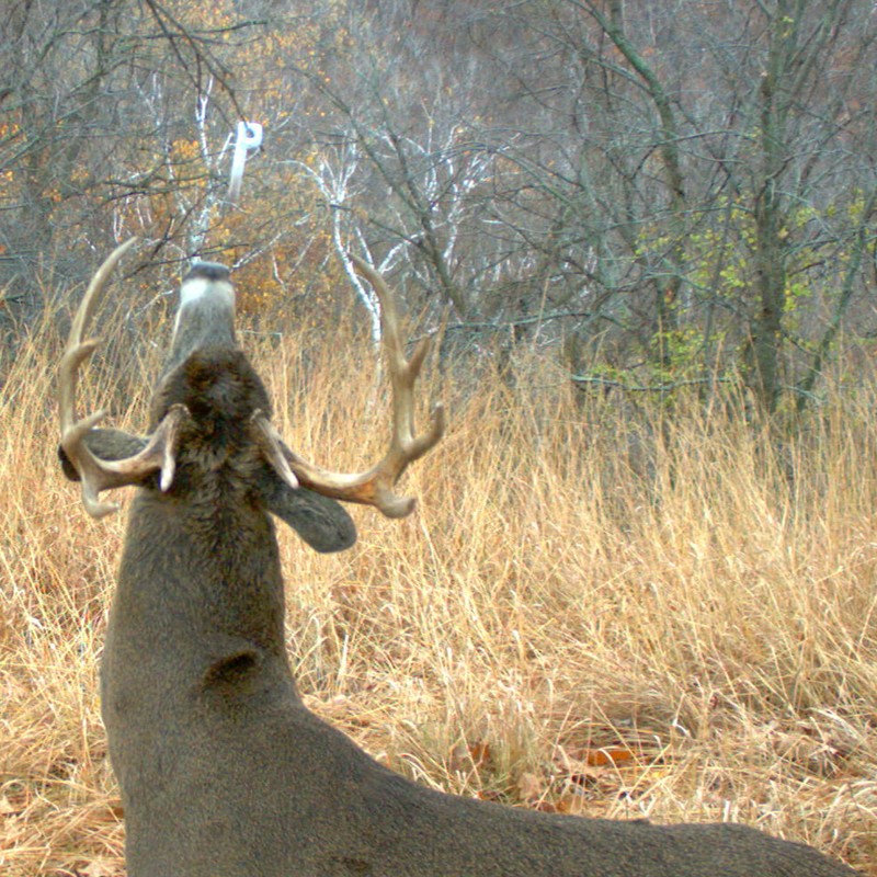 Wildlife Research 375 Key-Wick Scent Absorbing Wick (4-Pack) White