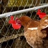 12 Pack Chicken Waterer PVC Tee Fittings - Fully Automatic