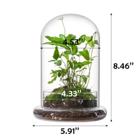 WHJY 8 inches Glass Cloche for Indoor Plants Small Terrarium with Air Hole Glass Cloche with Base Mini Cloche Dome with Base for Display Home Decor
