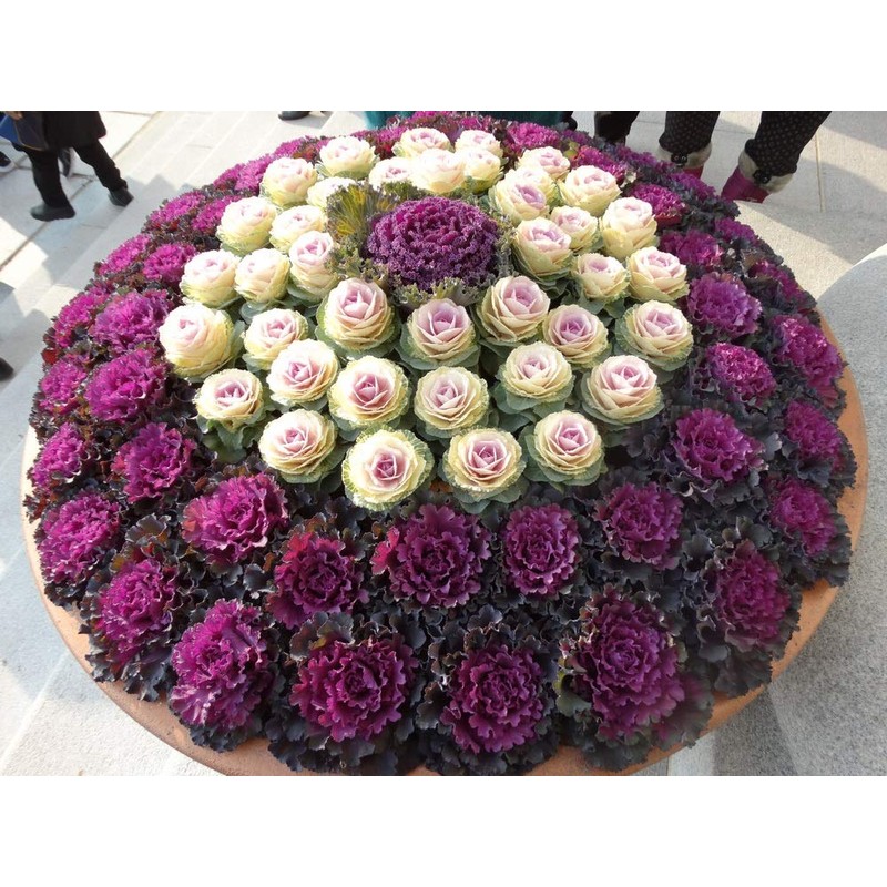 NIKA SEEDS - Vegetable Flowering Kale Mix (Ornamental Cabbage) Large