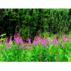Alaska Fireweed Flower - Chamaenerion angustifolium - 1000+ Seeds -