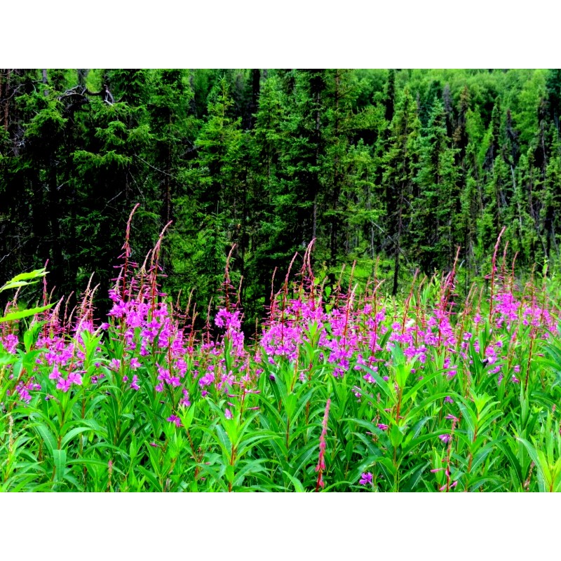 Alaska Fireweed Flower - Chamaenerion angustifolium - 1000+ Seeds -