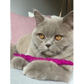 10 hand-rolled felt worms made from 100% virgin wool. Made in Germany with love, sustainable cat toys made from regional natural material.