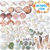 HAKACC Sea Shell Set, 50-70 PCS Assorted Natural Shells for