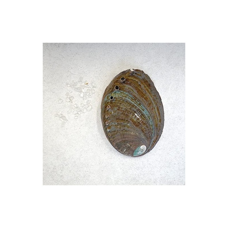 [Abalone Shell] Natural Seashell Dish, Smudging, Purifying, Cleansing, Meditation, White,