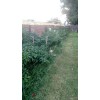 American Seed Hatch Sandia Chili Pepper Seeds, NuMex, Hot Green