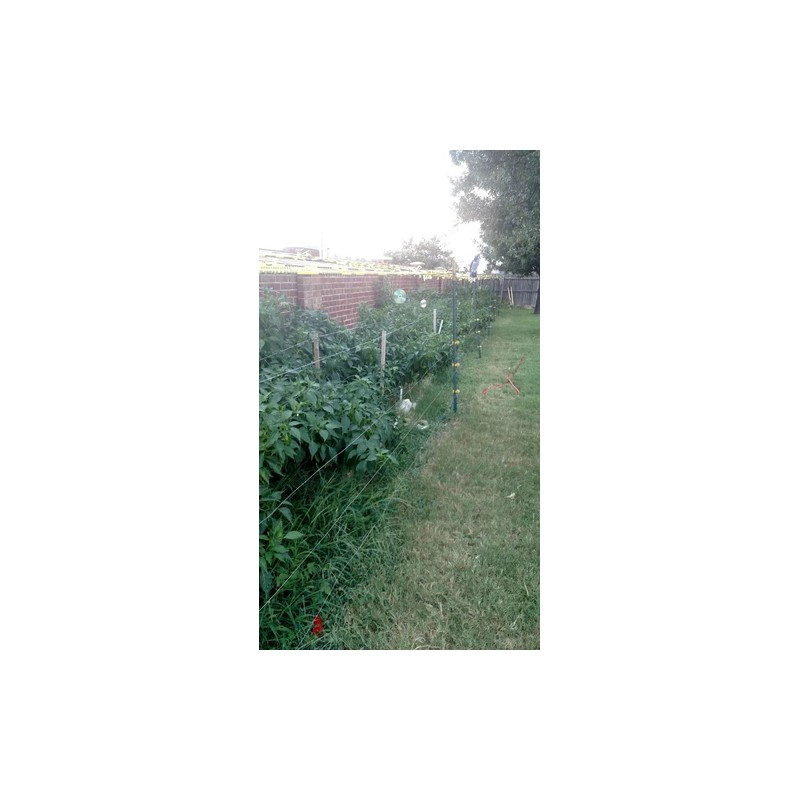 American Seed Hatch Sandia Chili Pepper Seeds, NuMex, Hot Green