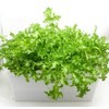 Living Farm Endive Sponge Media with Seeds (Urethane Media for