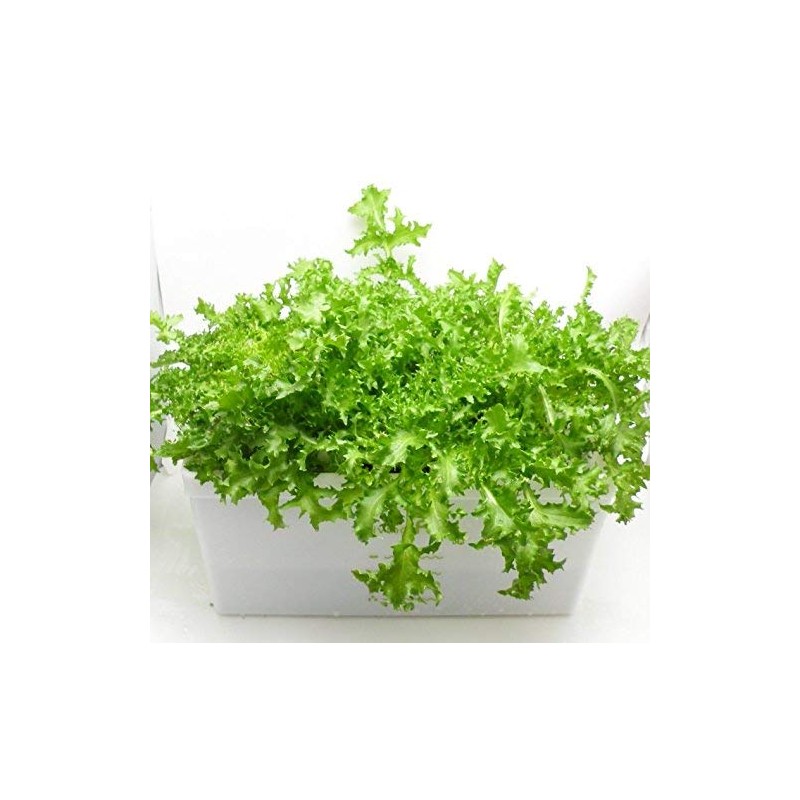 Living Farm Endive Sponge Media with Seeds (Urethane Media for