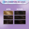 Koleston Tinte Permanente 31 Castaño Oscuro Cenizo Cautivador | Crema,